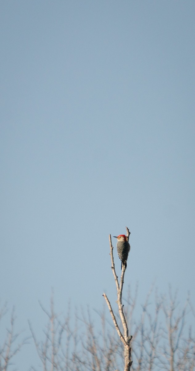 Red-bellied Woodpecker - ML38701851