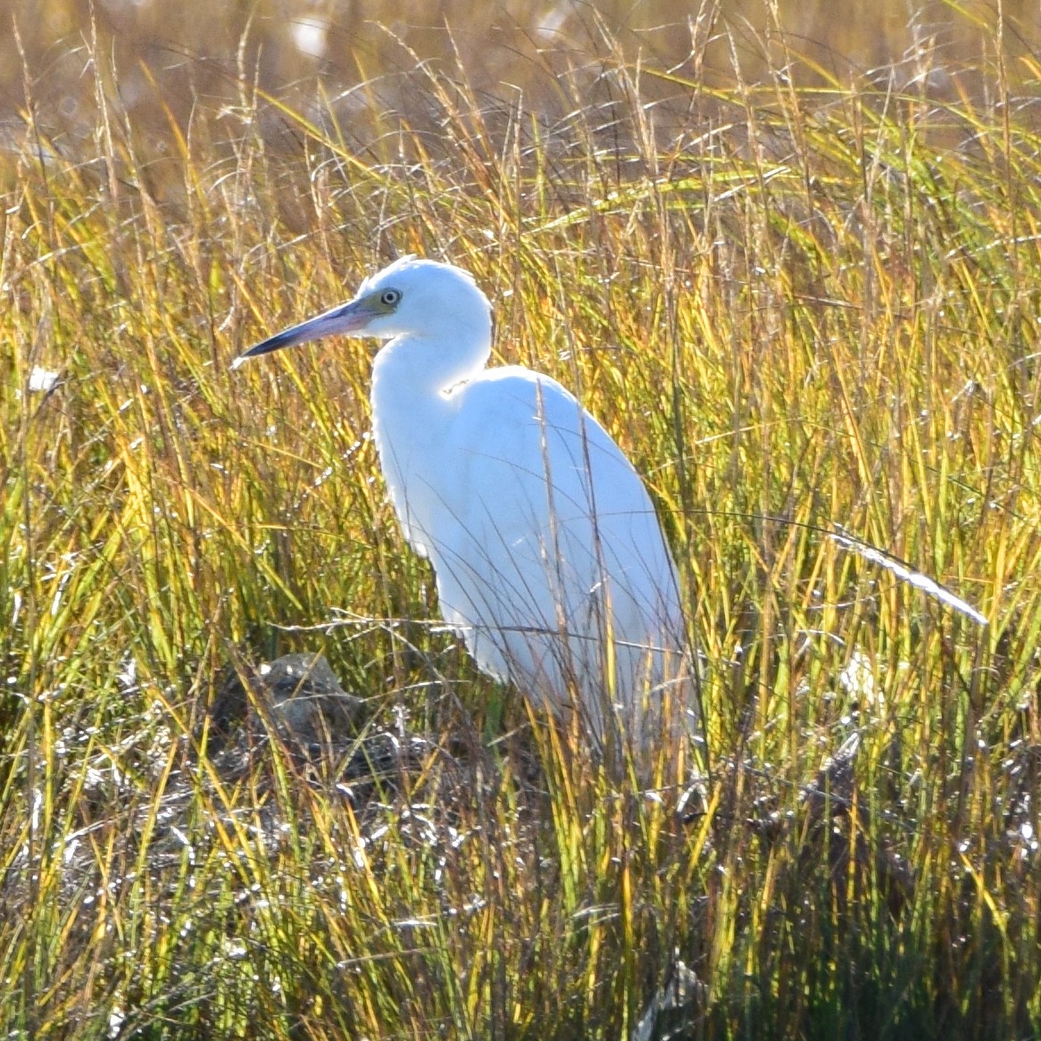 Little Blue Heron - ML387018611