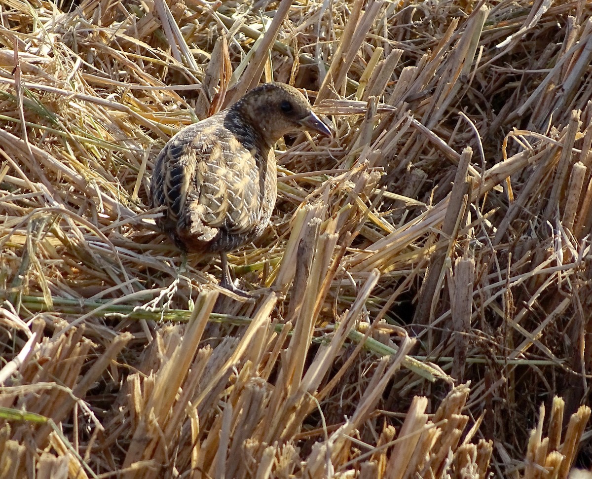 Yellow Rail - ML38701871