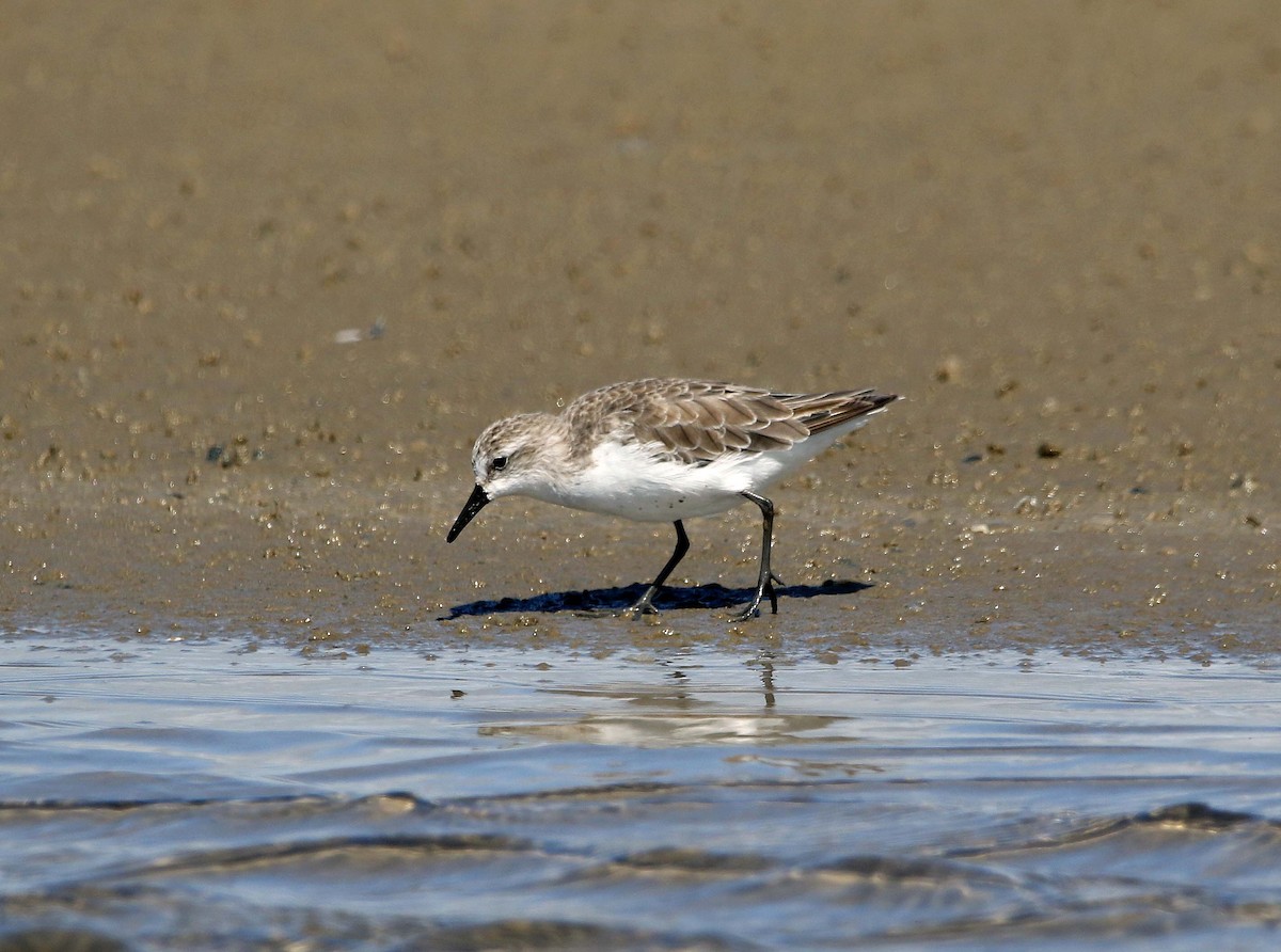 jespák srostloprstý - ML387019481