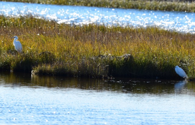 Little Blue Heron - ML387019801