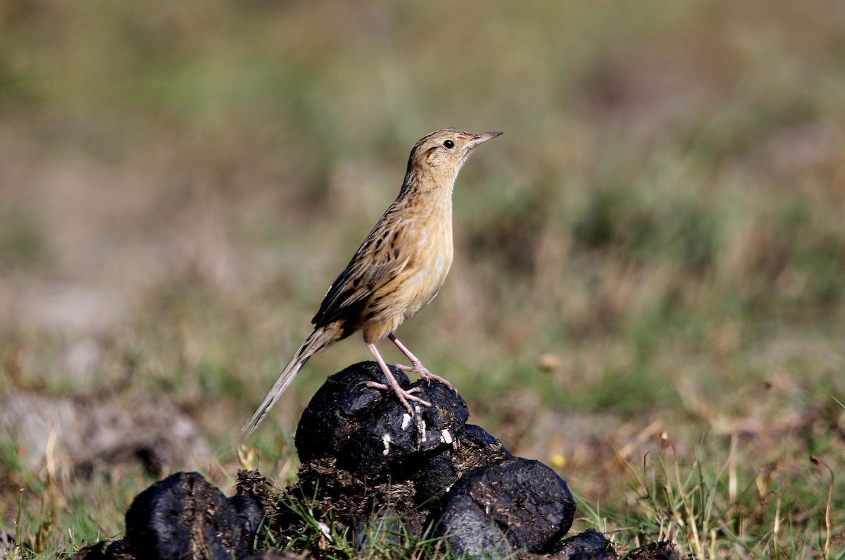 Hudson's Canastero - ML387020321