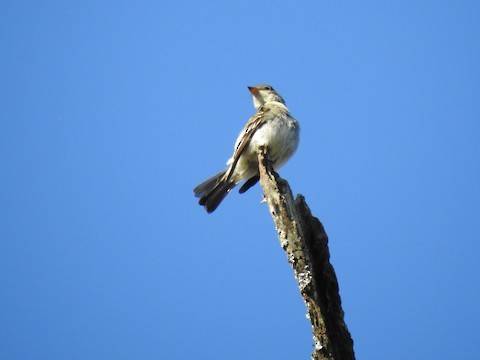 Acadian Flycatcher - ML387021221