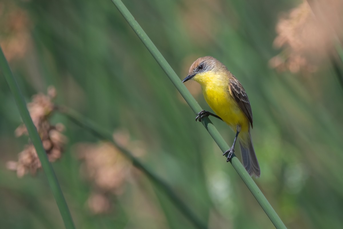 Warbling Doradito - ML387022011