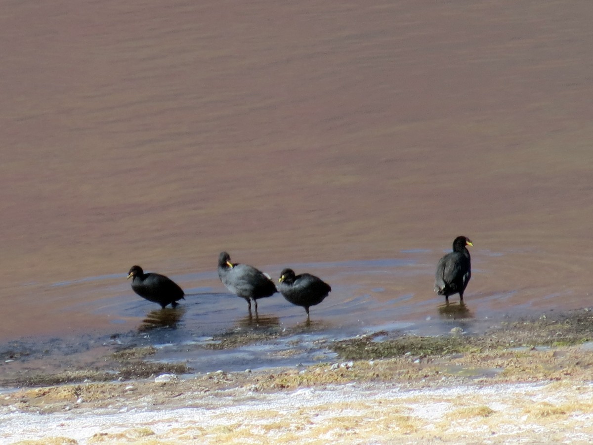 Horned Coot - ML387022101