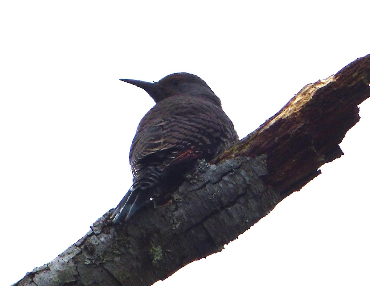 Northern Flicker - Mike McGrenere