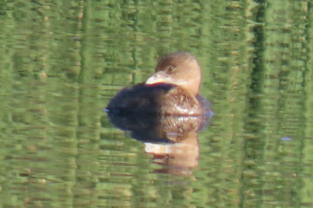 Pied-billed Grebe - ML387023521