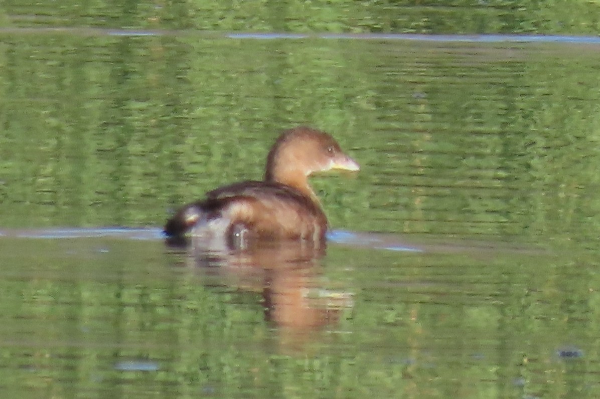 Pied-billed Grebe - ML387023531