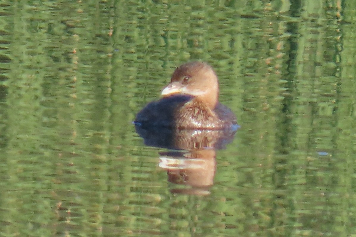 Pied-billed Grebe - ML387023541