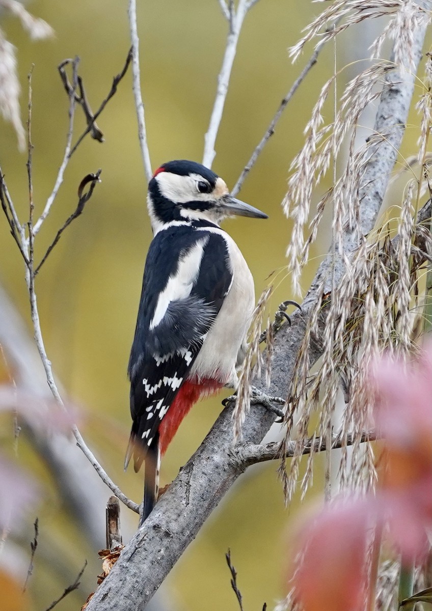 Great Spotted Woodpecker - ML387023701