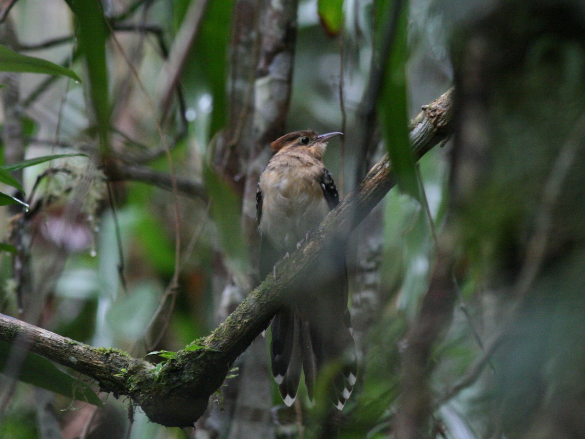 Pavonine Cuckoo - ML38702671