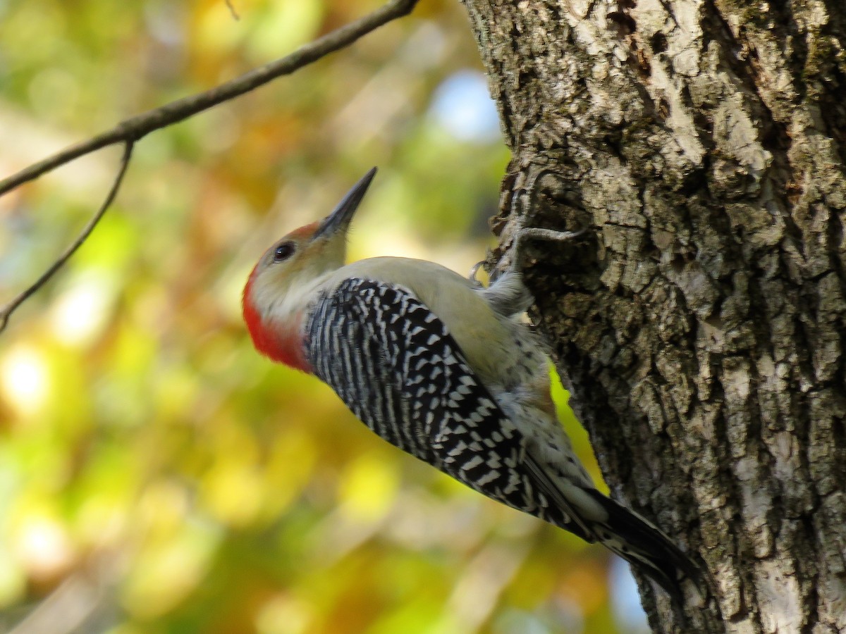 Red-bellied Woodpecker - ML387028011