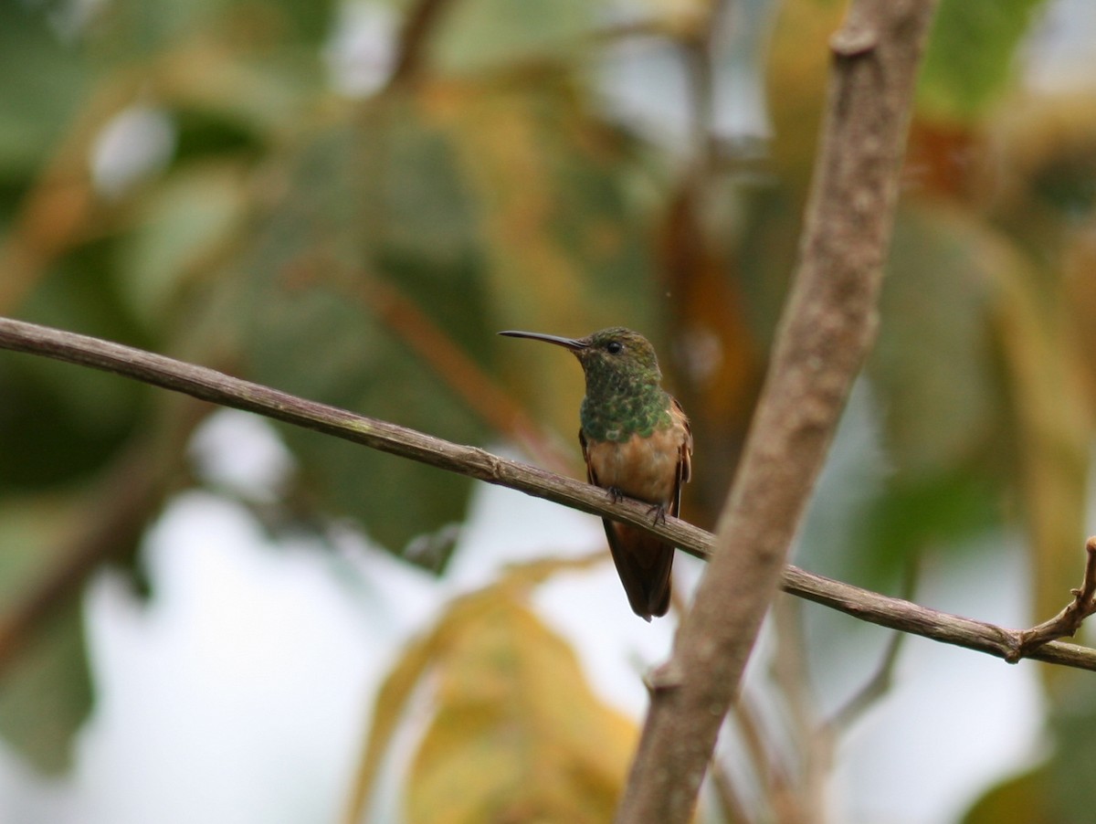 Chestnut-bellied Hummingbird - ML38702871