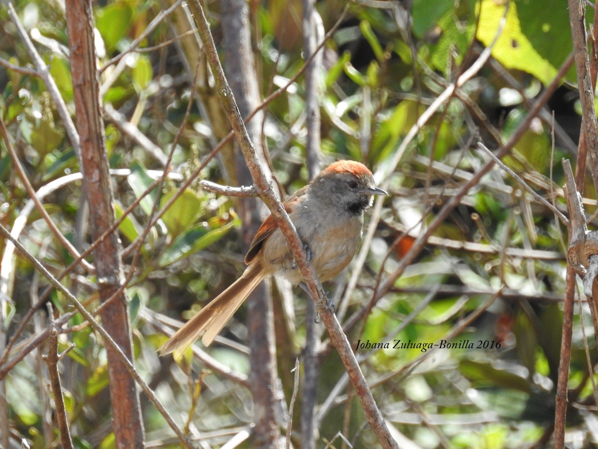 Silvery-throated Spinetail - Johana Zuluaga-Bonilla