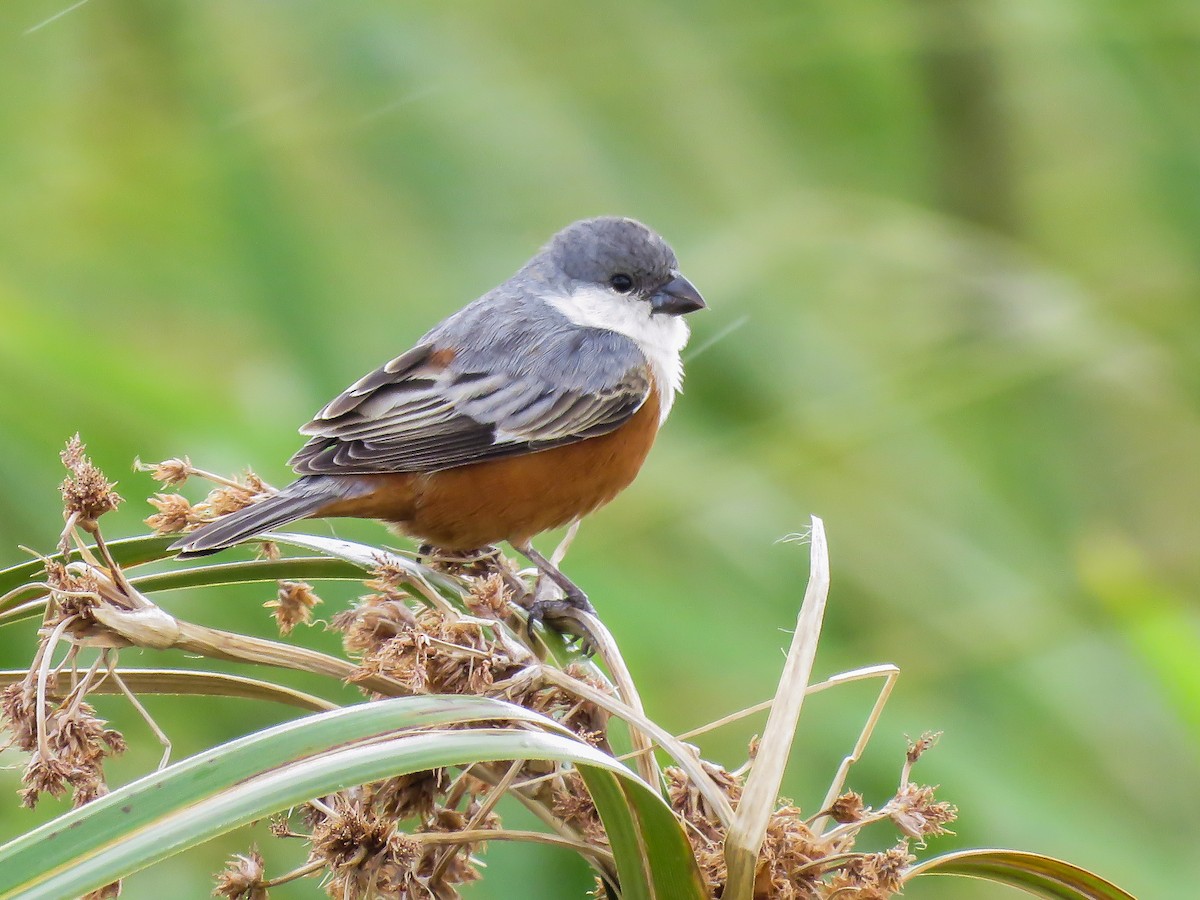 Marsh Seedeater - ML387031231