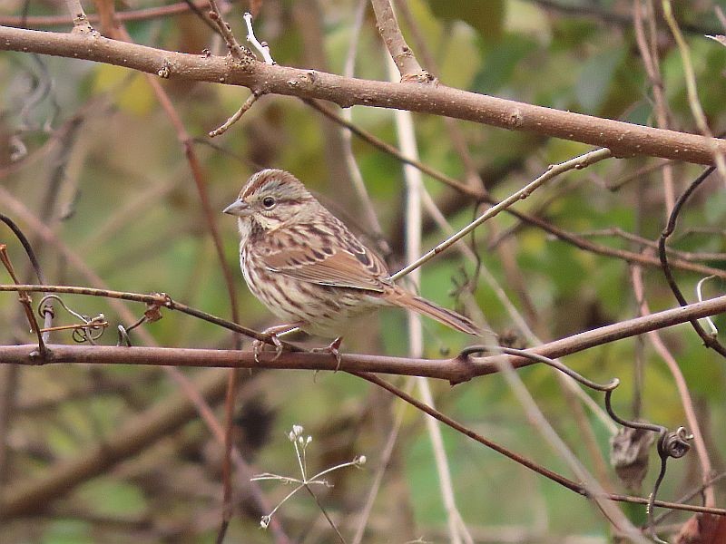 Song Sparrow - Tracy The Birder