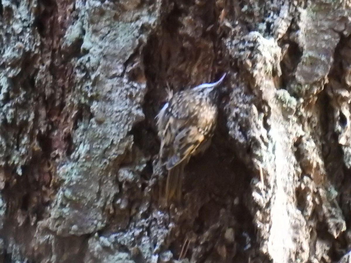 Brown Creeper - ML387032001