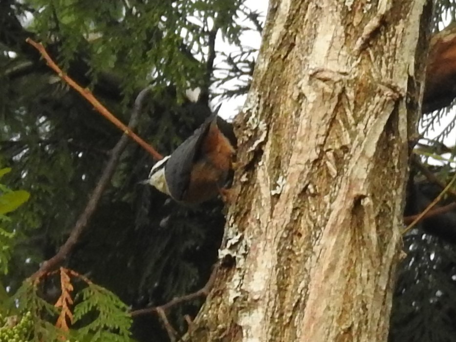 Red-breasted Nuthatch - ML387032071