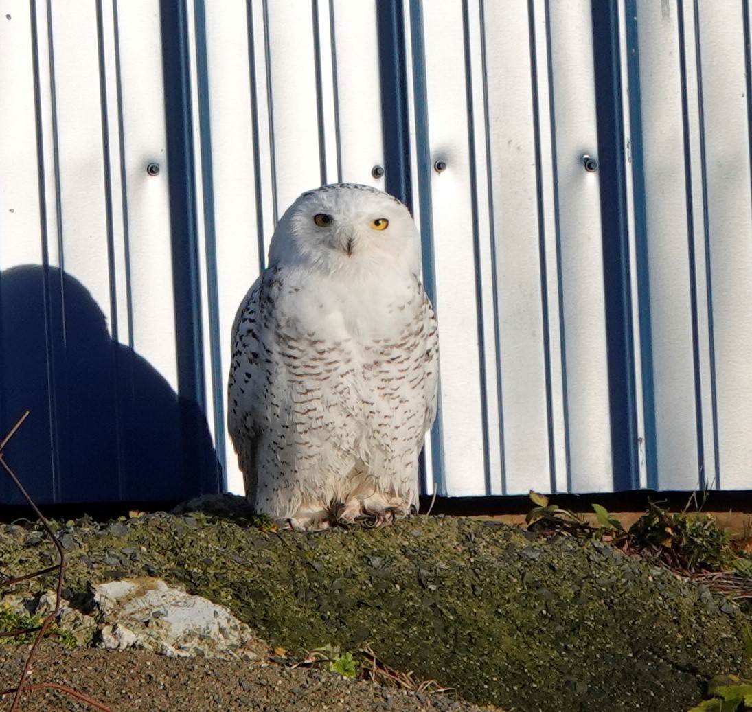 Snowy Owl - ML387032081