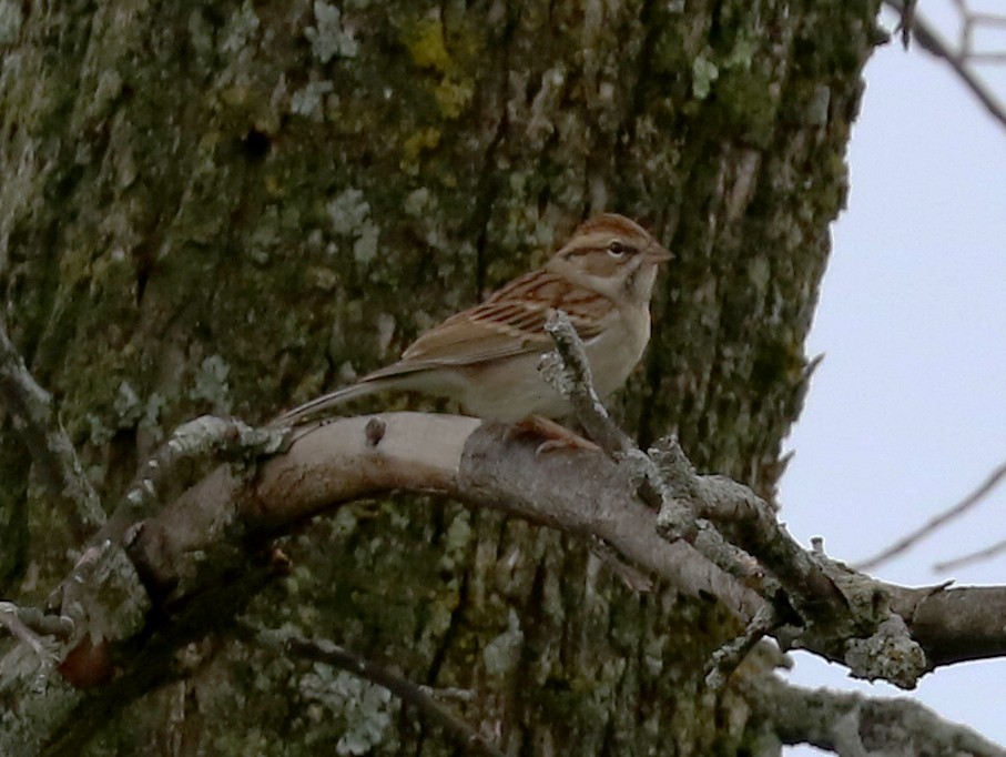 Chipping Sparrow - ML387032241