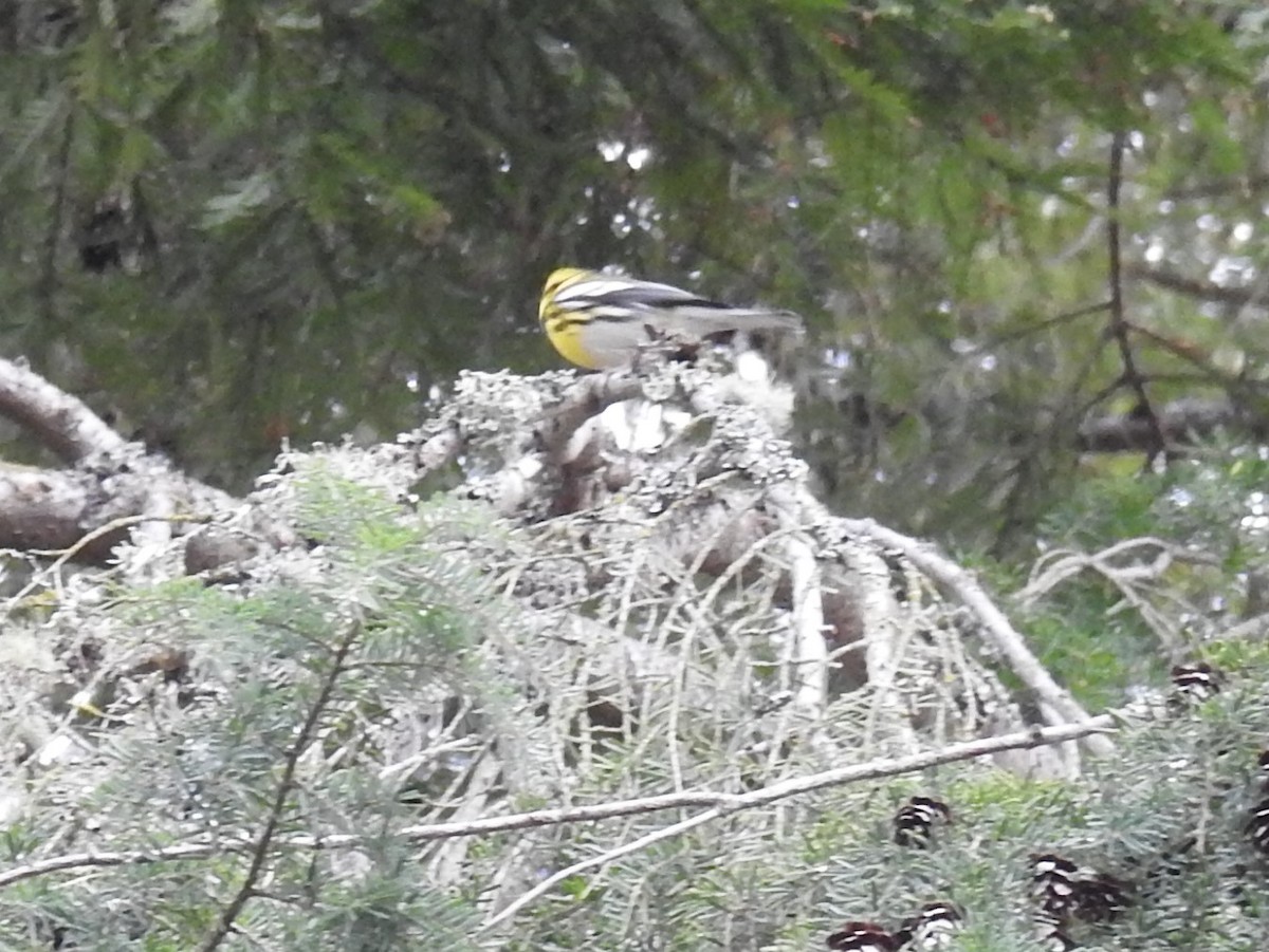 Townsend's Warbler - ML387032261