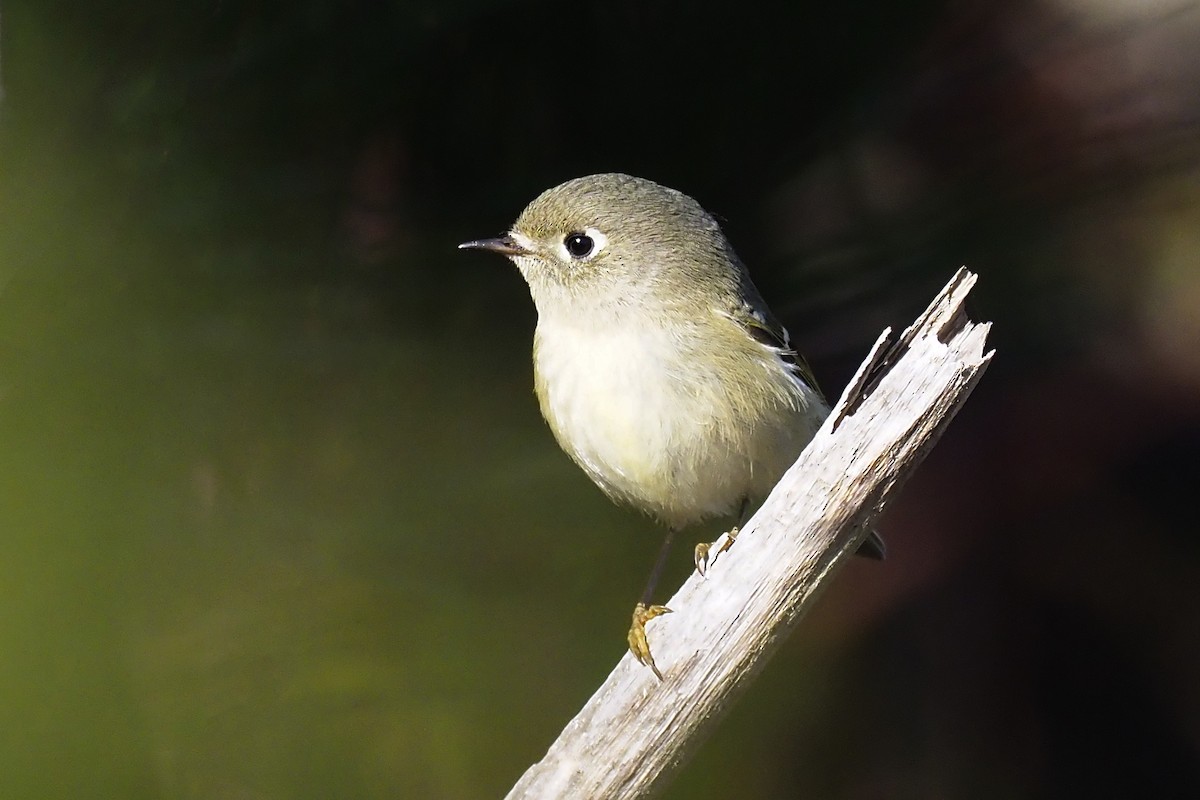 Ruby-crowned Kinglet - ML387033921