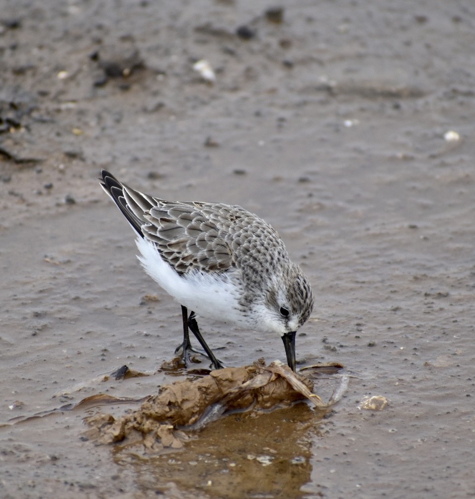 Western Sandpiper - ML387034911