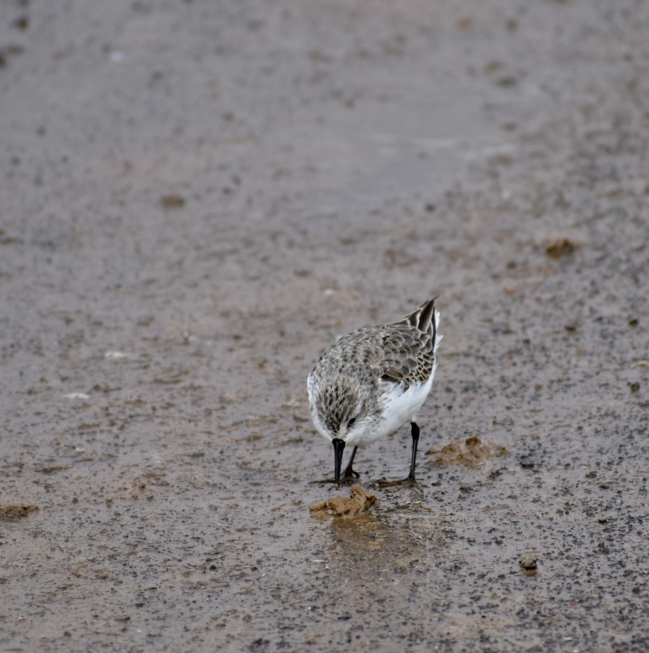 Western Sandpiper - ML387034931