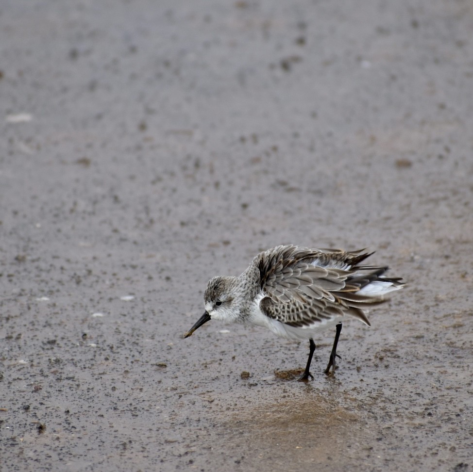 Western Sandpiper - Zayra Peña Moreno