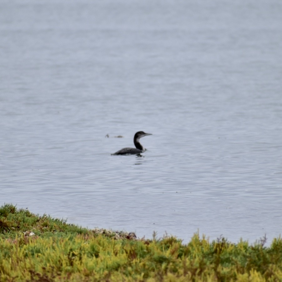 Common Loon - ML387035571