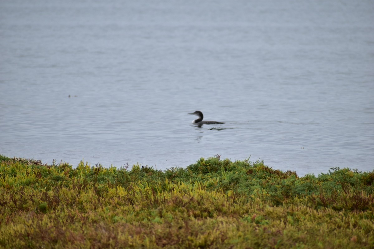 Plongeon huard - ML387035581