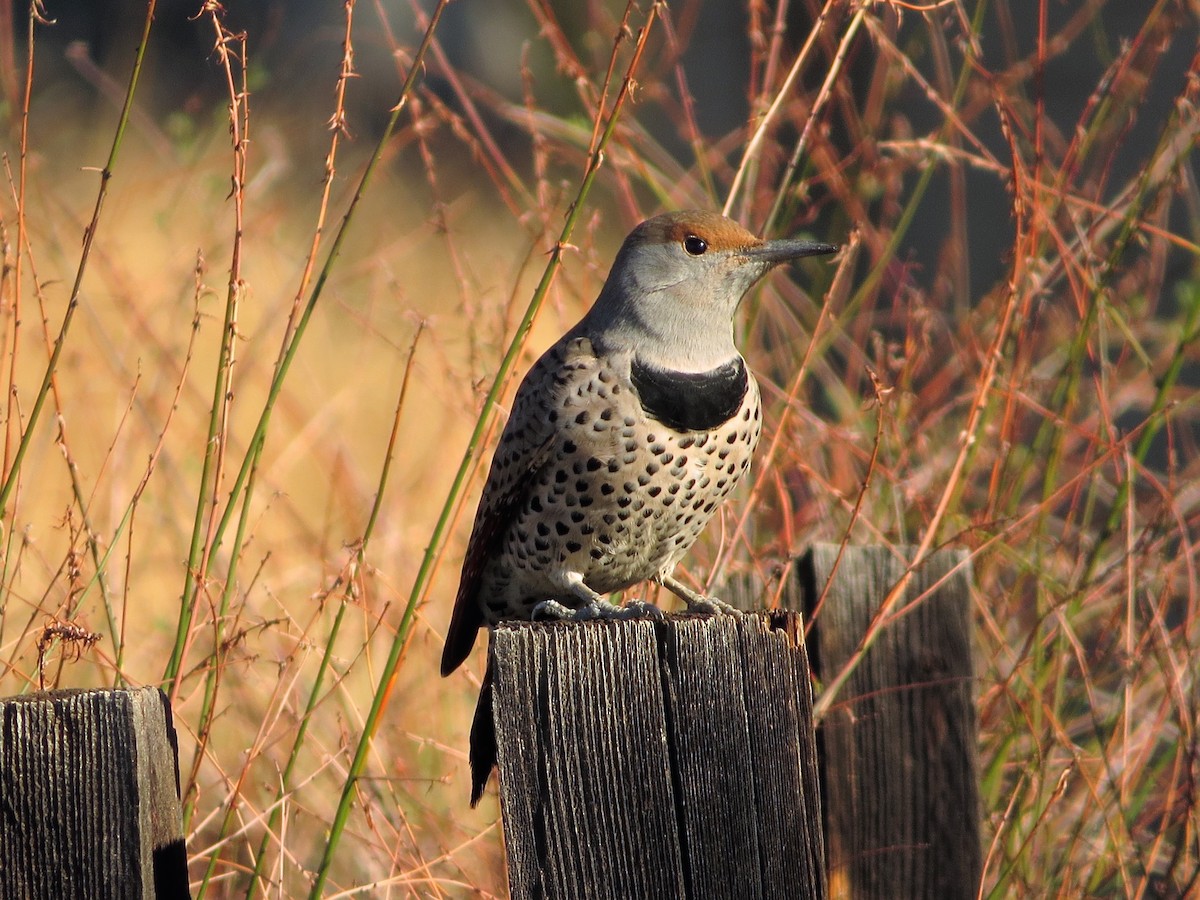 Northern Flicker (Red-shafted) - ML387036341