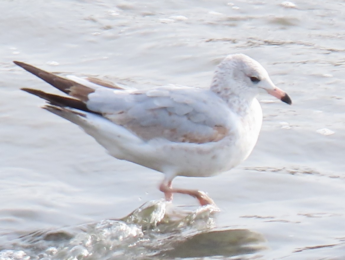 Gaviota Argéntea - ML387038271