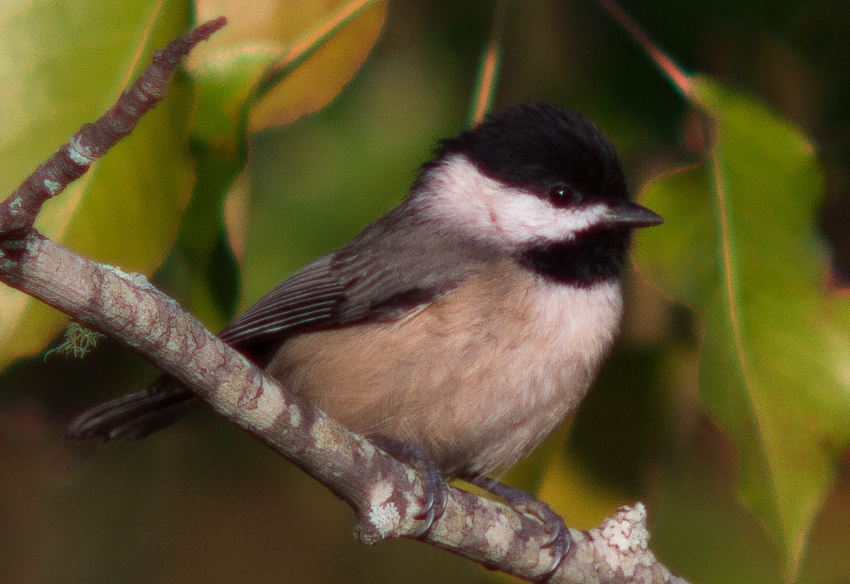 Carolina Chickadee - ML38704011