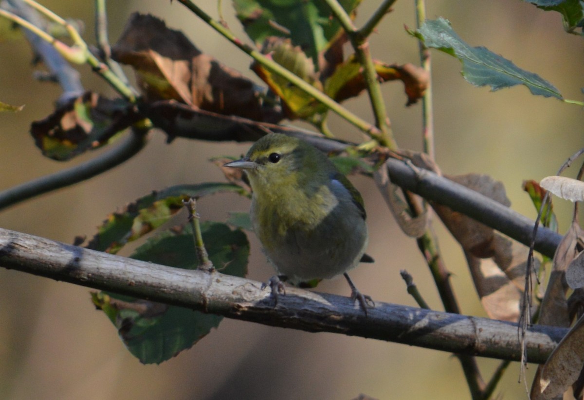 Tennessee Warbler - ML387042411