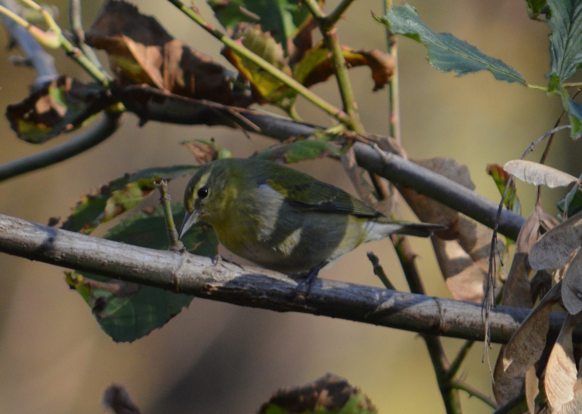 Tennessee Warbler - ML387042441