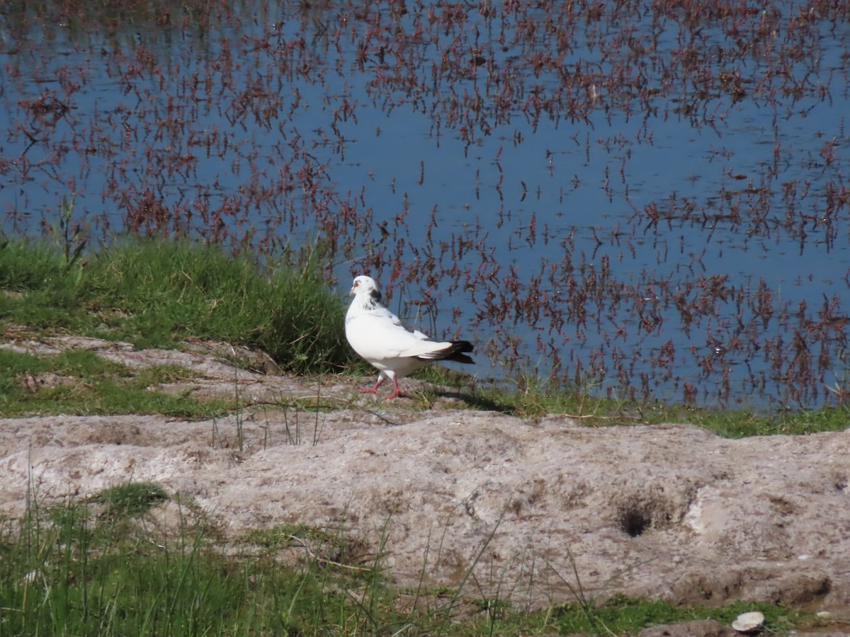 Rock Pigeon (Feral Pigeon) - ML387042681