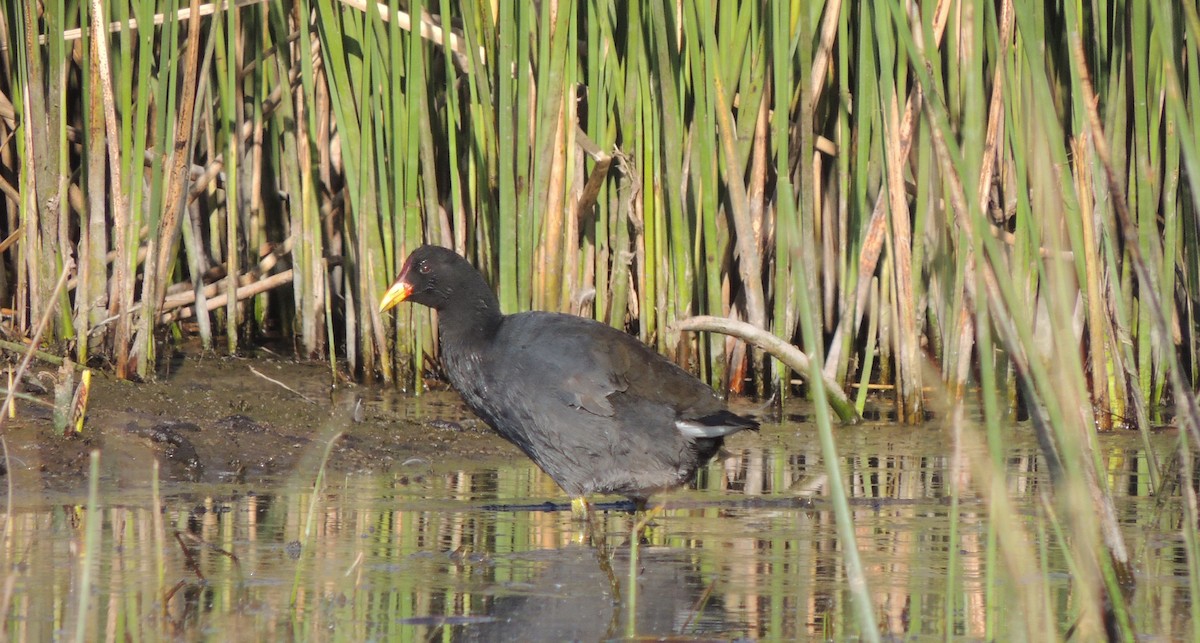 Red-fronted Coot - ML38704431