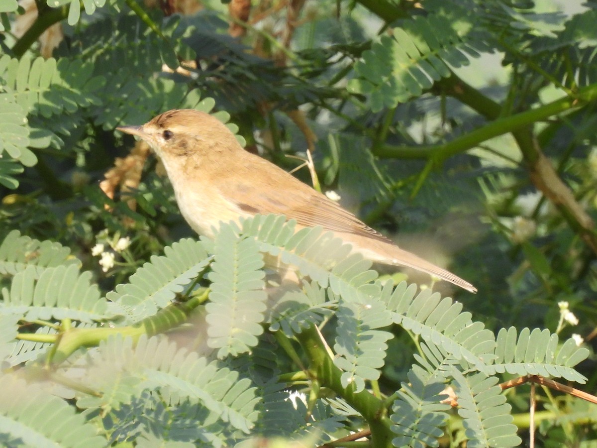 Sykes's Warbler - ML387044831