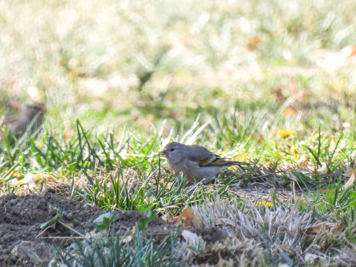 Lawrence's Goldfinch - ML387044881