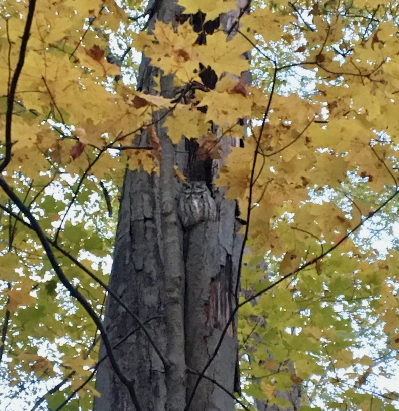 Eastern Screech-Owl - ML387044931