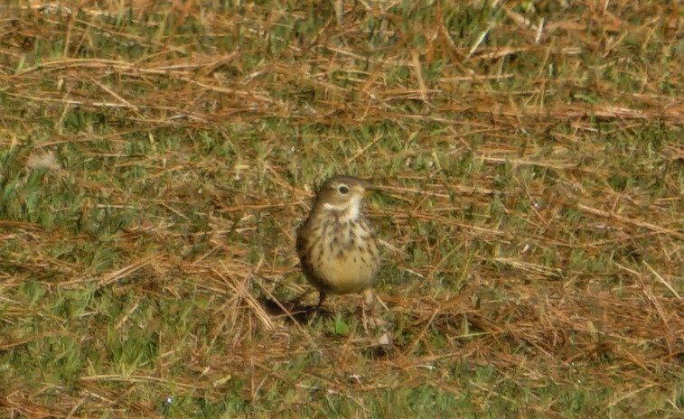 American Pipit - ML387045761