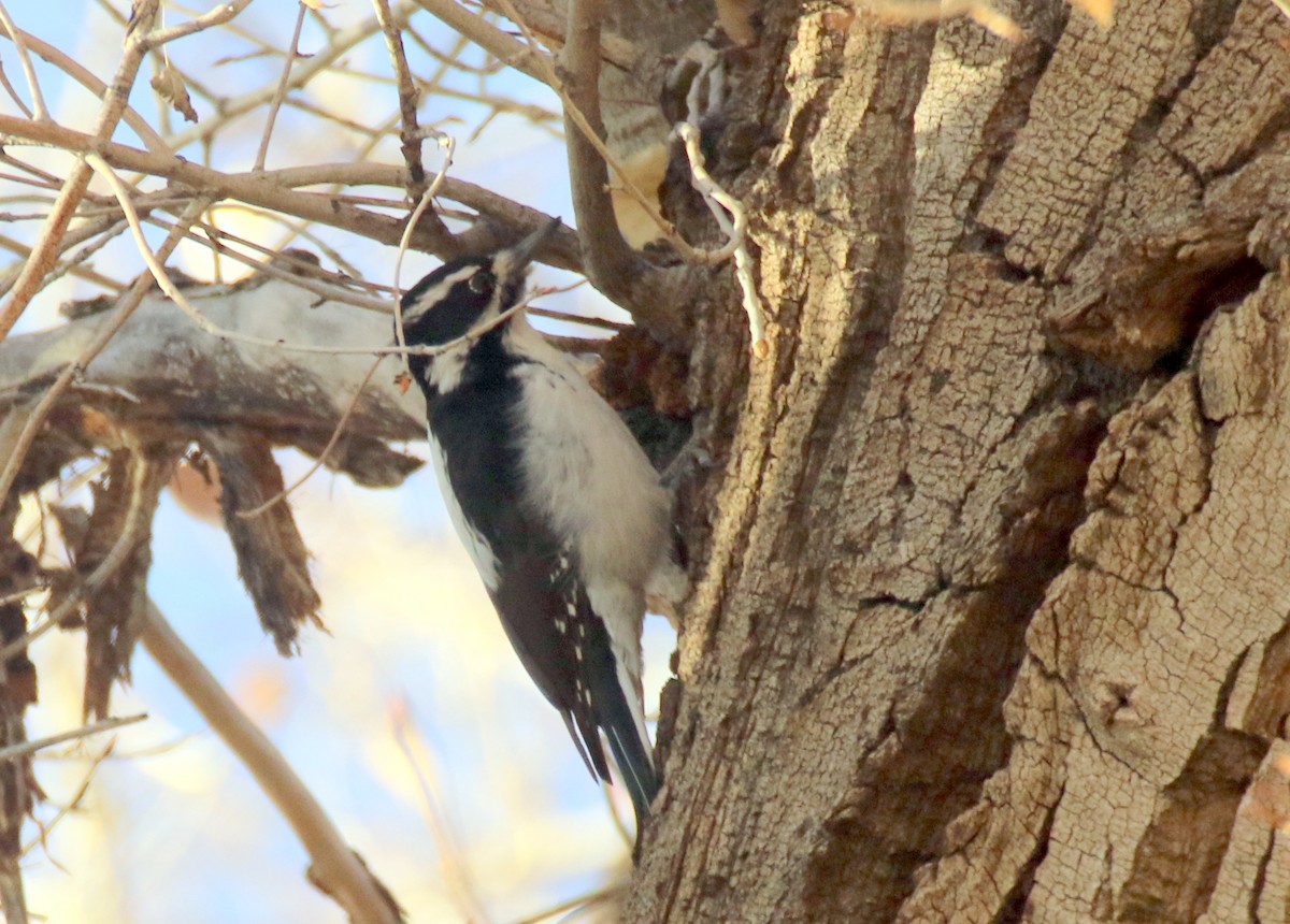 Downy Woodpecker (Rocky Mts.) - Angela Conry