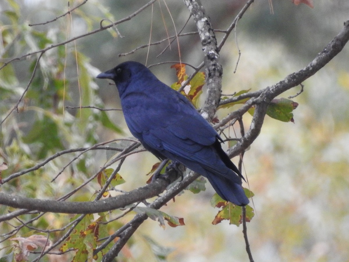 Fish Crow - ML387047891