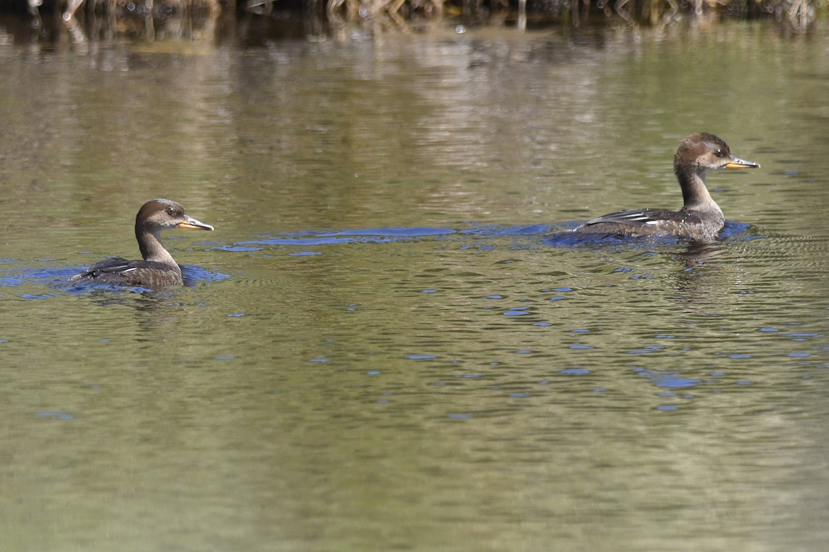 Hooded Merganser - ML387048121