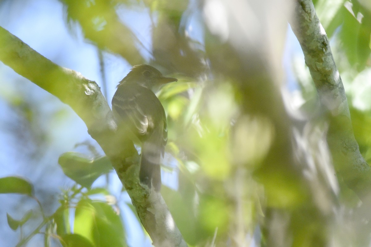 Willow Flycatcher - ML387048171