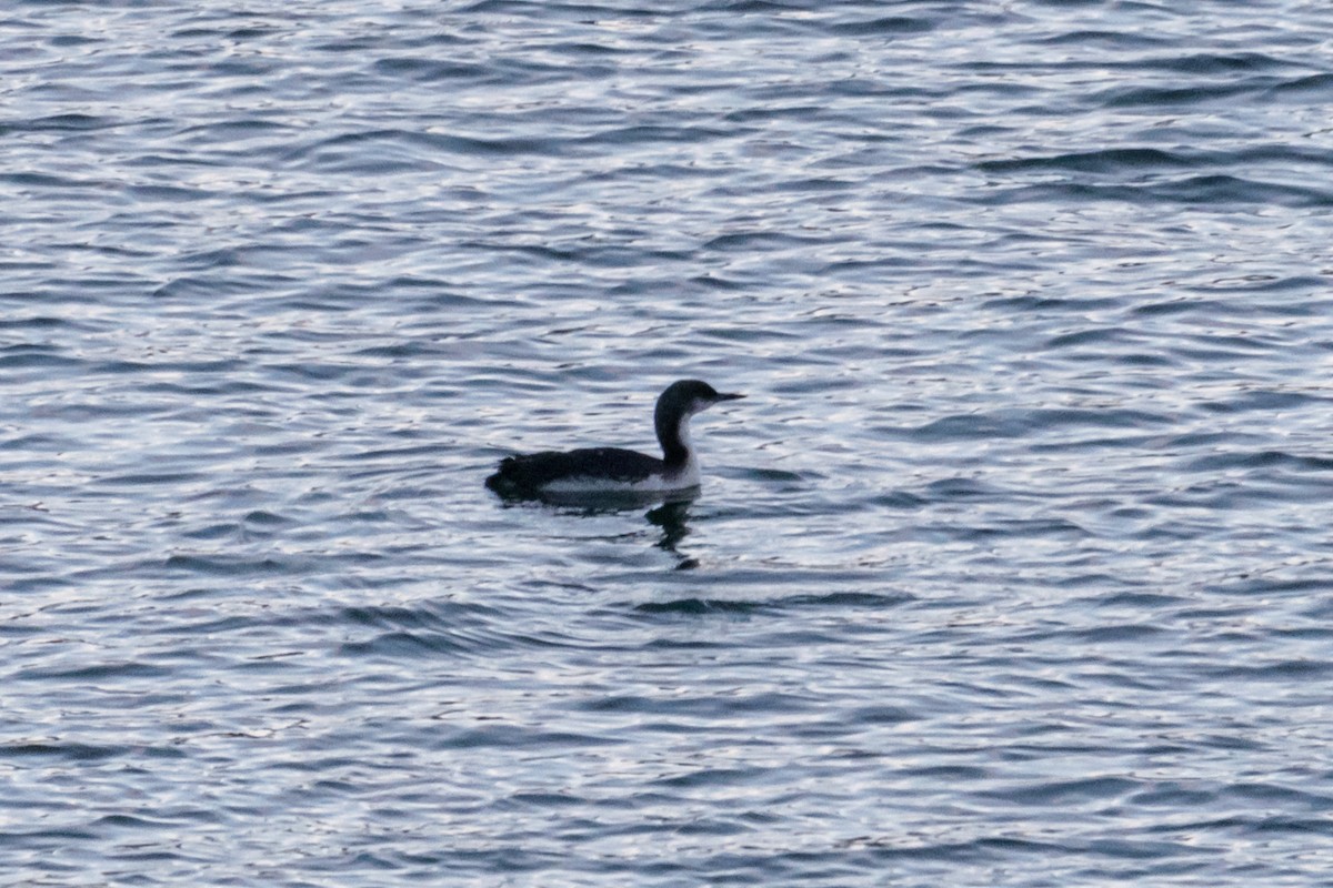 Pacific Loon - ML387048851