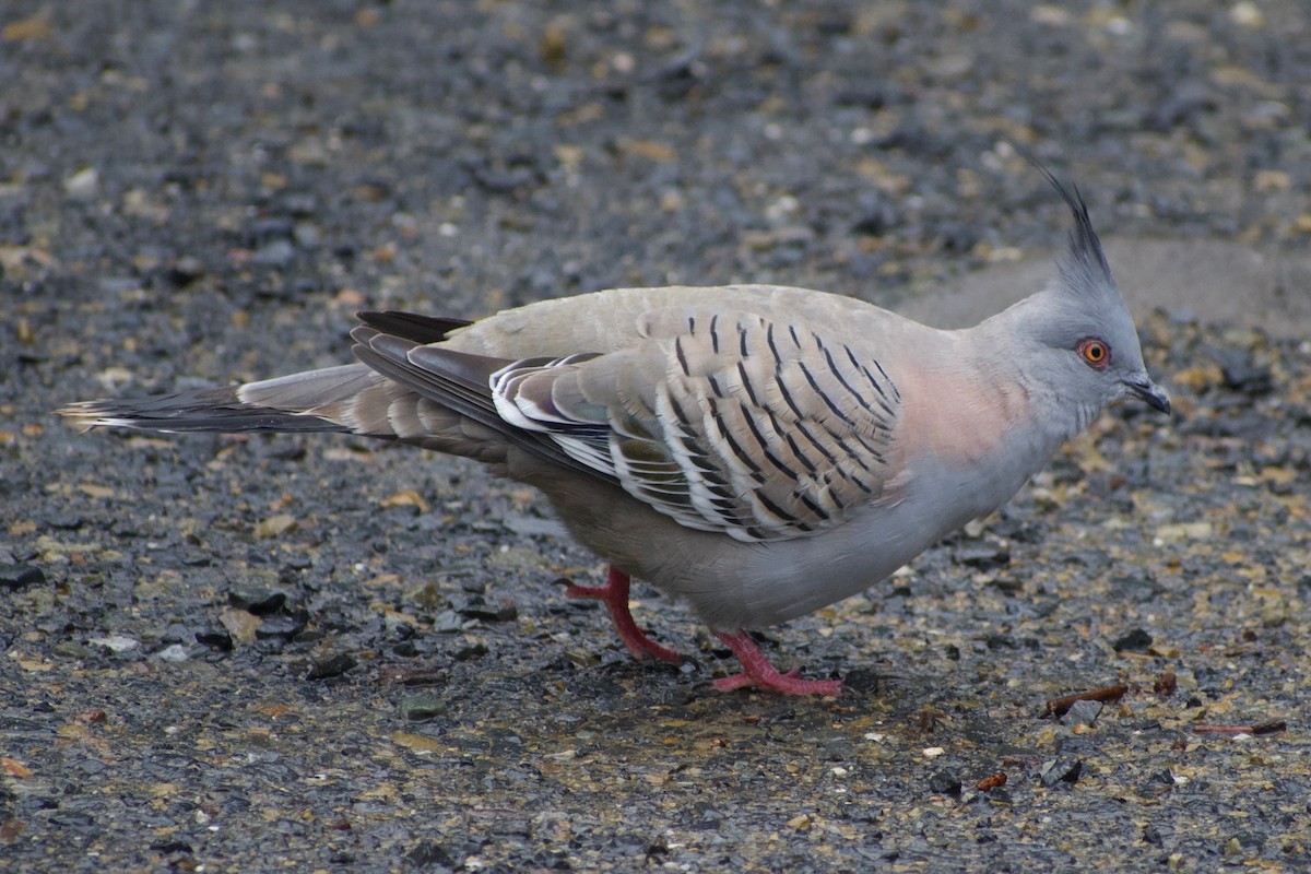 Crested Pigeon - ML387049371