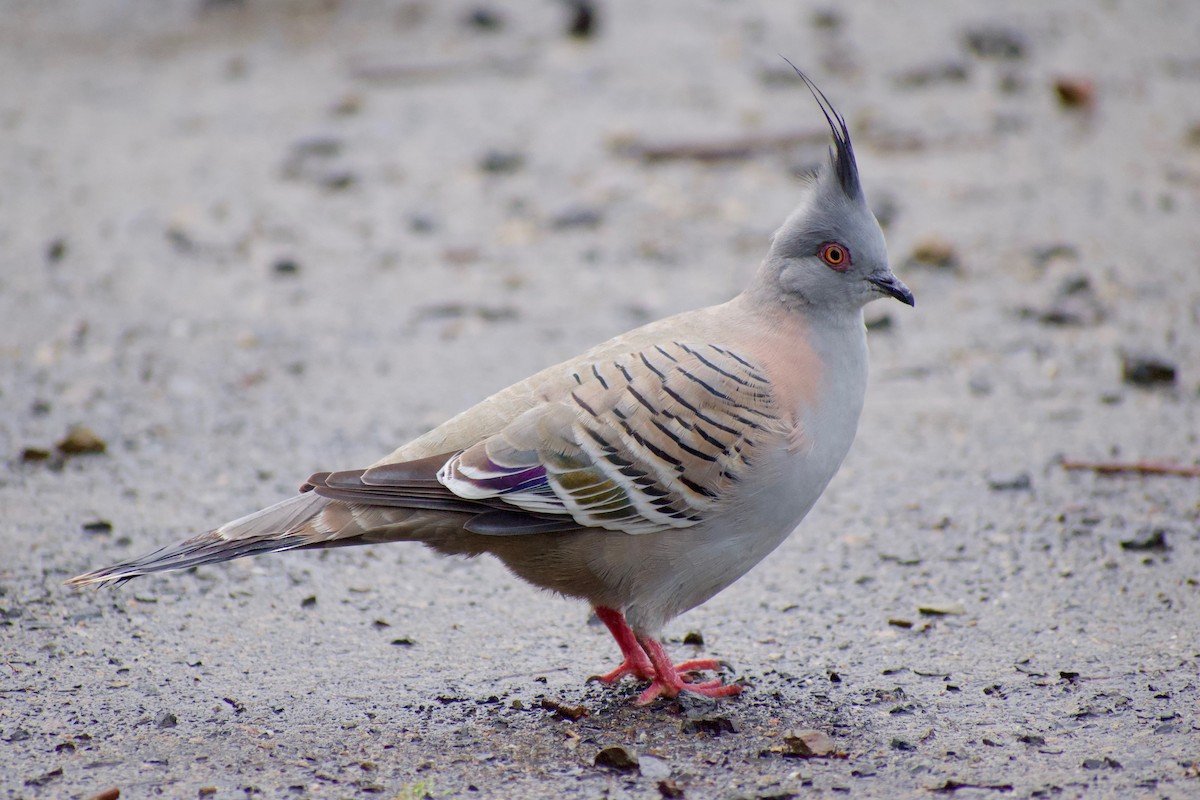 Crested Pigeon - ML387049461