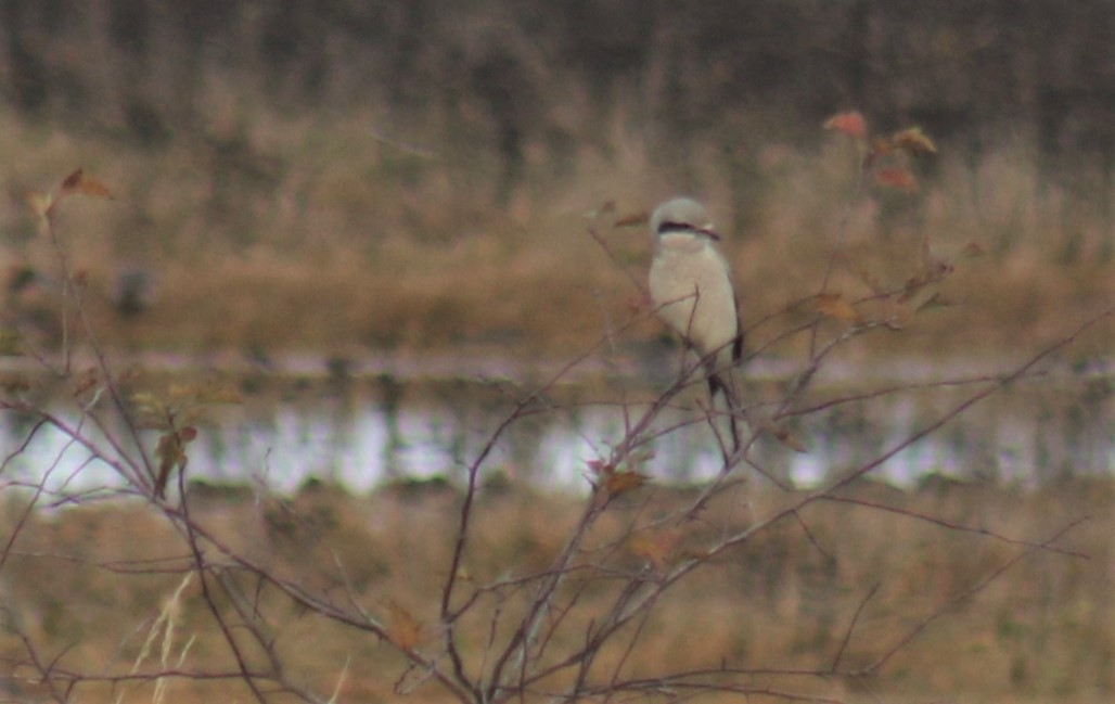 Northern Shrike - ML387050951